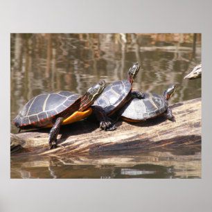 Turtles Sitting On Log Poster
