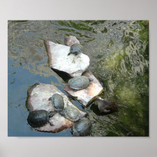Turtles/Tortoises Poster