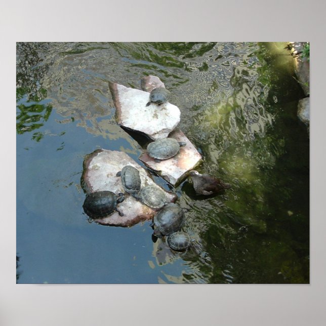 Turtles/Tortoises Poster (Front)