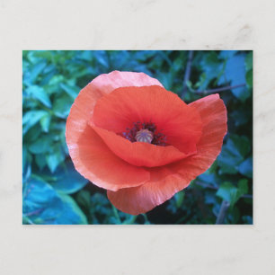 Tuscan red poppy. postcard