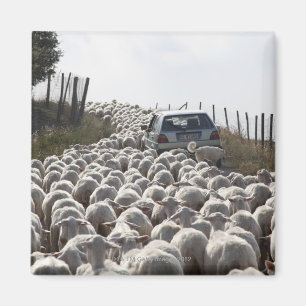 tuscany farmland road, car blocked by herd of magnet