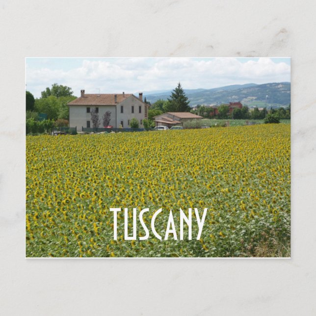 Tuscany Hillside Sunflower Field Postcard (Front)