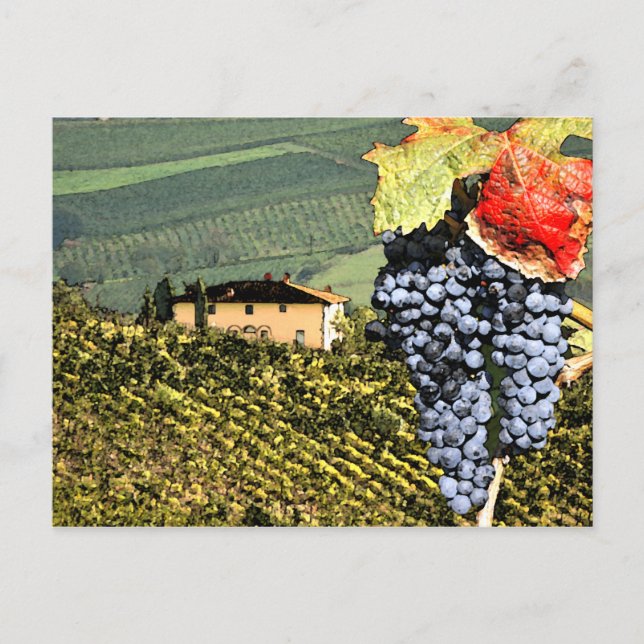 Tuscany Vineyard Postcard (Front)