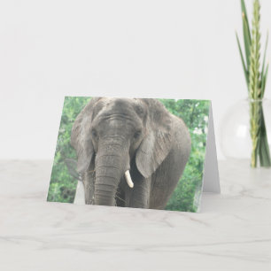 Tusked Elephant Greeting Card