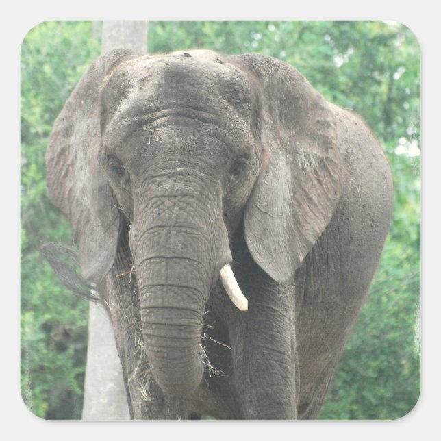 Tusked Elephant  Sticker (Front)