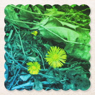 Tussilago farfara Coltsfoot Flowers Paper Coaster