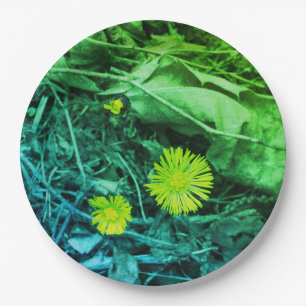 Tussilago farfara Coltsfoot Flowers Paper Plate