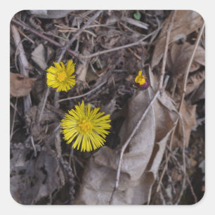 Tussilago farfara Coltsfoot Flowers Square Sticker