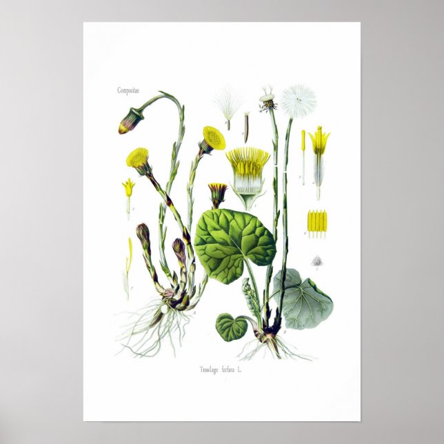 Tussilago farfara (Coltsfoot) Poster (Front)