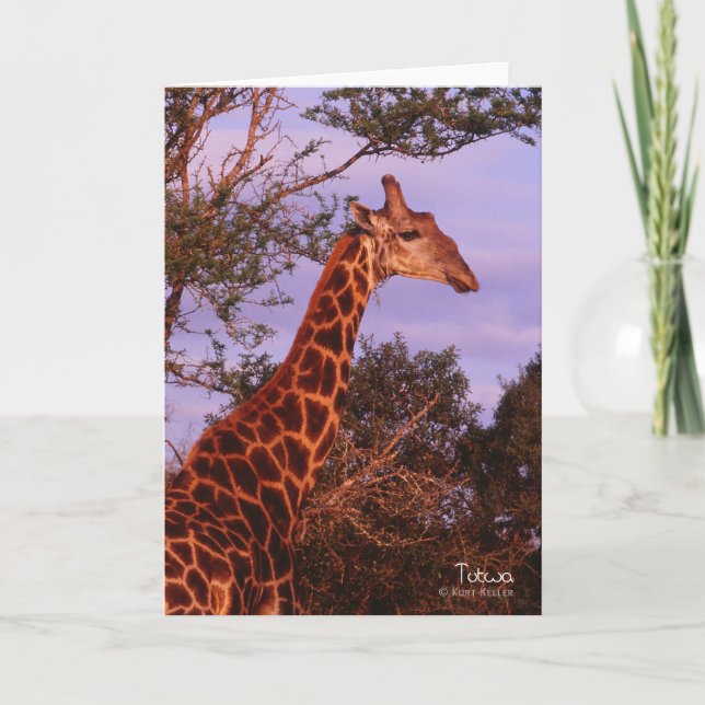 Tutwa, giraffe in Botswana, Greeting Card (Front)
