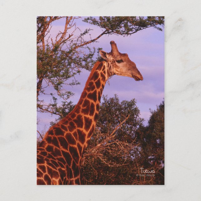 Tutwa, giraffe in Tetswana language, Postcard (Front)