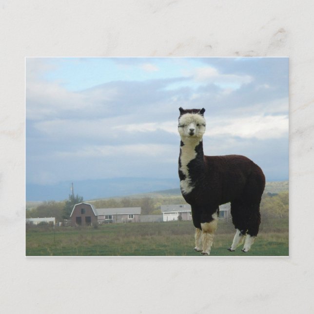 Tuxedo Alpaca Postcard (Front)