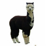 Tuxedo Alpaca Standing Photo Sculpture<br><div class="desc">A black and white "tuxedo" alpaca is fashioned into a decorative photo sculpture alpaca llama vicuna guanaco farm ranch pet animal</div>