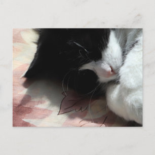 Tuxedo Cat Art Cute Pink Nose Kitty Cats Art Poste Postcard