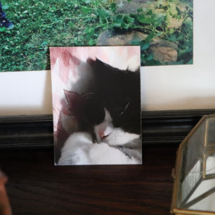 Tuxedo Cat Art Cute Pink Nose Kitty Cats Art Poste Poster