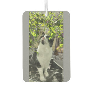 Tuxedo Cat Car Air Freshener