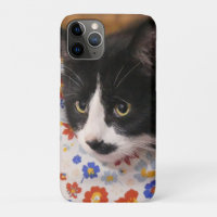 Tuxedo Cat