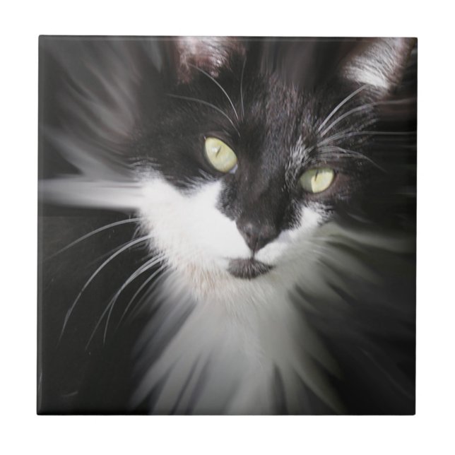 Tuxedo Cat Ceramic Tile (Front)