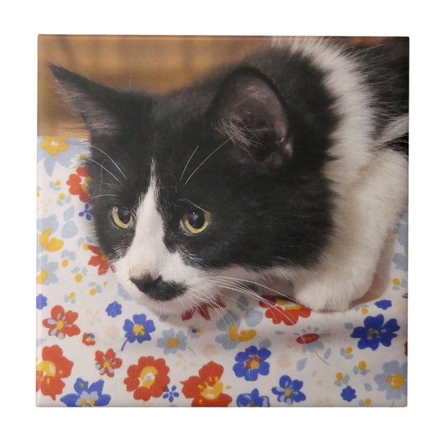 Tuxedo Cat Ceramic Tile (Front)