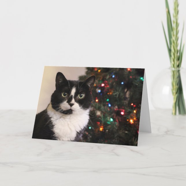 Tuxedo Cat Christmas Card (Front)