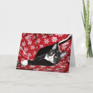 Tuxedo Cat Christmas Holiday Card