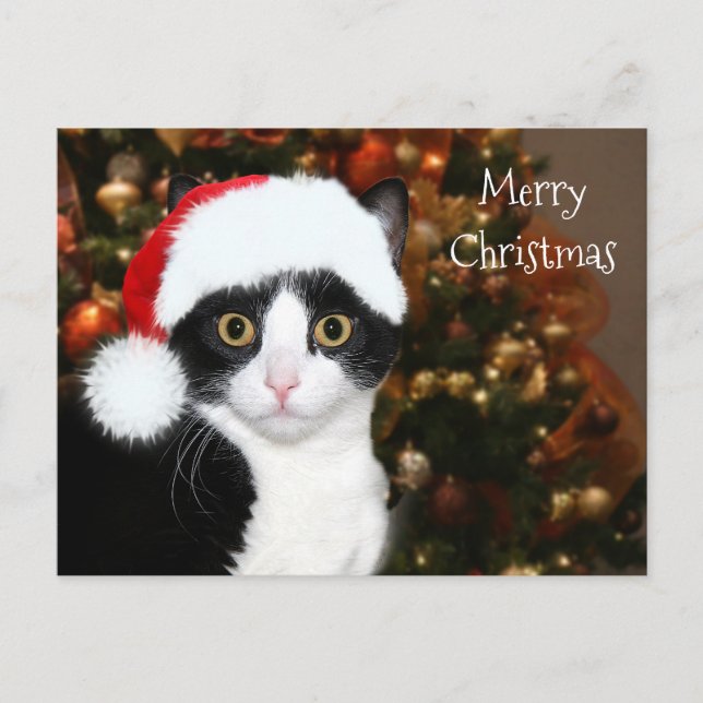 Tuxedo cat Christmas Holiday Postcard (Front)