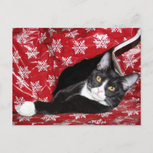 Tuxedo cat Christmas Postcard