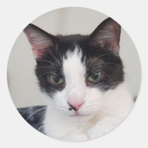 Tuxedo cat classic round sticker