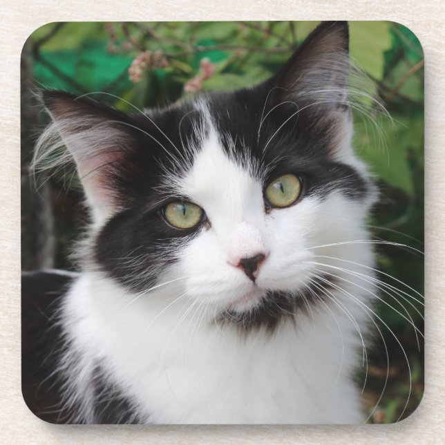 Tuxedo Cat coaster (Front)