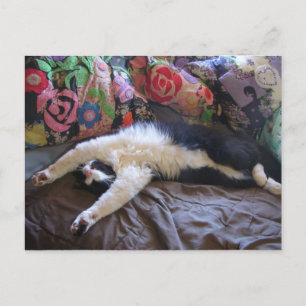 Tuxedo Cat Cute doing a Mexican Wave Postcard