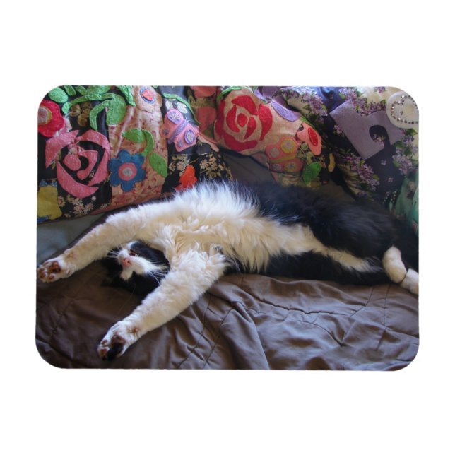 Tuxedo Cat Cute doing a Mexican Wave Postcard Magnet (Horizontal)
