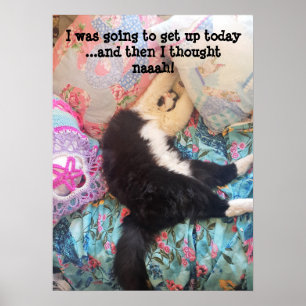 Tuxedo Cat Cute Funny Shabby Sleeping Cats Poster
