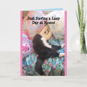 Tuxedo Cat Cute Funny Sleeping Cats Lazy Day Card