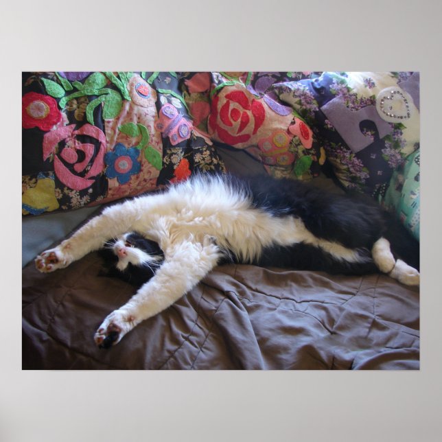 Tuxedo Cat Cute Funny Sleeping cats Poster (Front)