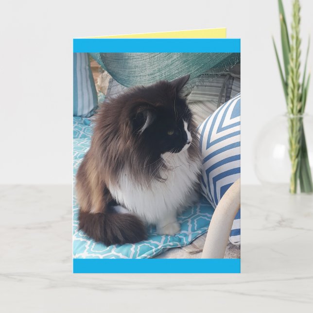 Tuxedo Cat Cute Pretty cats blue Birthday Card (Front)