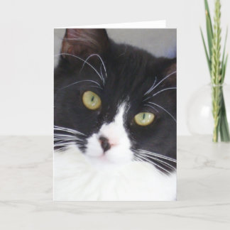 Tuxedo Cat Face Greeting Card