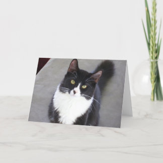 Tuxedo Cat Greeting Card