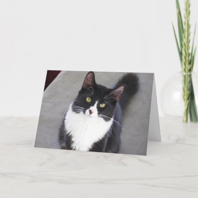 Tuxedo Cat Greeting Card (Front)