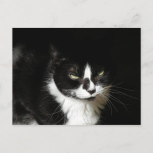 Tuxedo Cat in the Sun Post card
