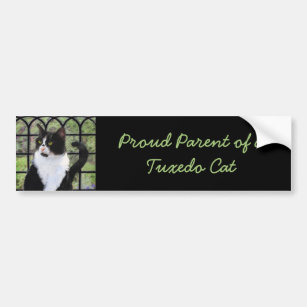 Tuxedo Cat in Window Painting Original Animal Art Bumper Sticker