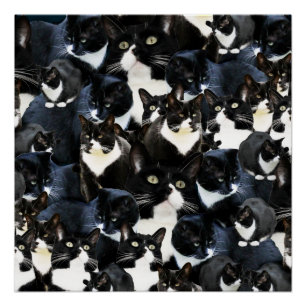 Tuxedo Cat Madness Poster