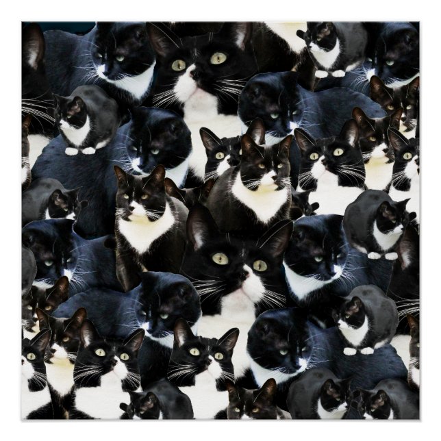 Tuxedo Cat Madness Poster (Front)