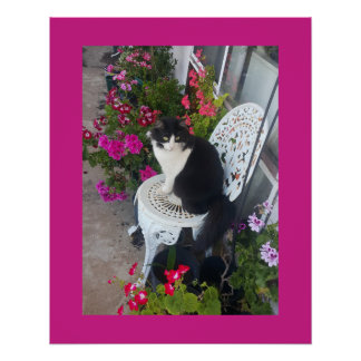 Tuxedo Cat Maroon Dark Pink Cats and Flowers Poster