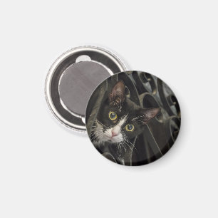 Tuxedo Cat Peaking through Wrought Iron Fence Magnet