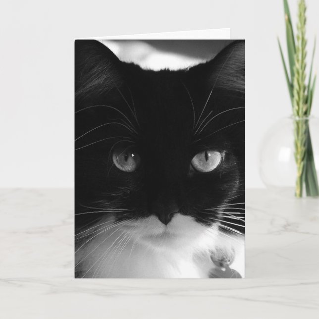 TUXEDO CAT PHOTOGRAPHY BIRTHDAY CARD (Front)