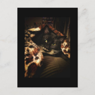 Tuxedo Cat Postcard