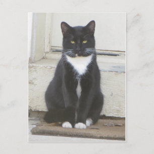 Tuxedo Cat Postcard
