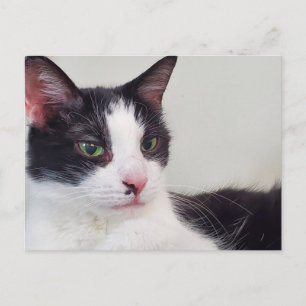 Tuxedo cat postcard