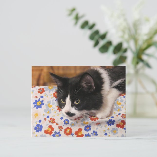 Tuxedo Cat  Postcard (Standing Front)