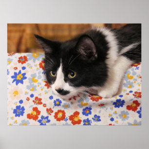 Tuxedo Cat Poster
